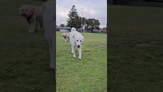 Colin Goes To The Dog Park 3 #maremma #sheepdog #dog #doglover #doglife #dogsitter #puppy #dogsitter