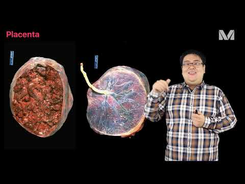 Vídeo: Por que a placenta é essencial para o desenvolvimento fetal?