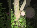 サザエーー #心霊配信 #心霊