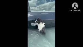 video shows police rescuing a cat from floodwater in Dubai after heavy rain hit the region