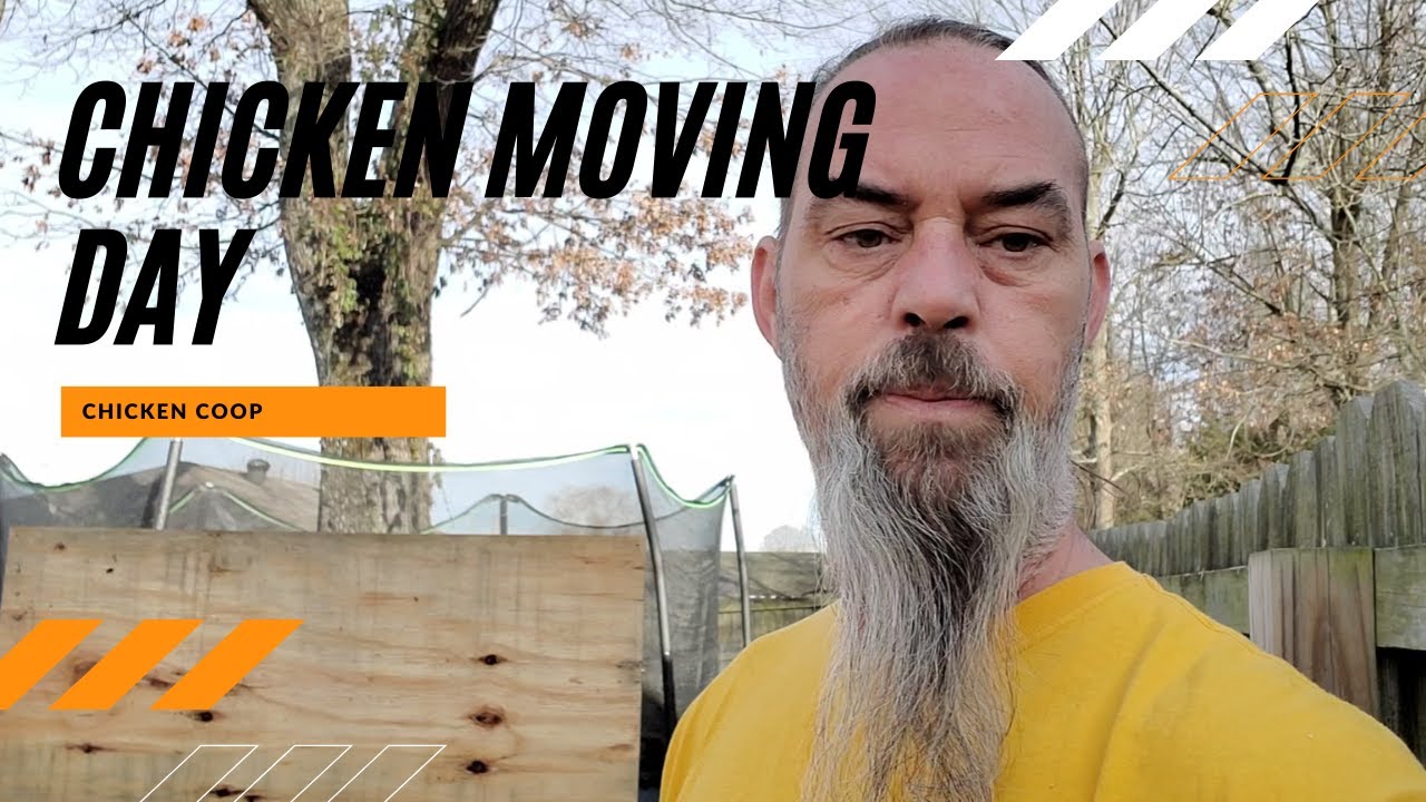 Moving chickens YouTube