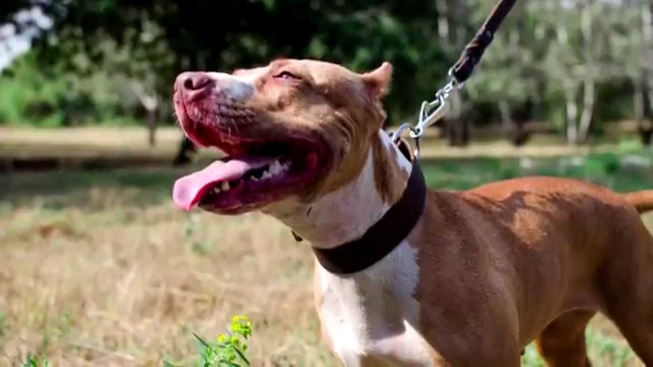 Wide Leather Dog Collar for Walking and Training