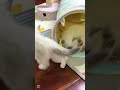 The kitten wants to go into the tunnel where his sister sleeps #asmr #cute #cat #kitten #meow #funny