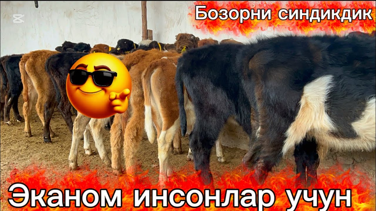 👀💸10 💸ди ПАСТИДА  Дангалчи акаларга дангалча савдо оптимига АРЗОНЛАРИДАН 2026.03.10