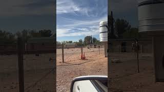 Adrianna On George At Frisky Foal Acres