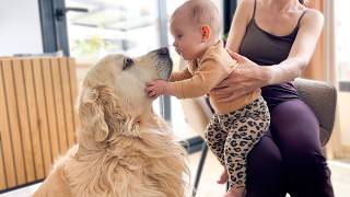 Golden Retriever Reacts to Baby Touching Him — So Cute