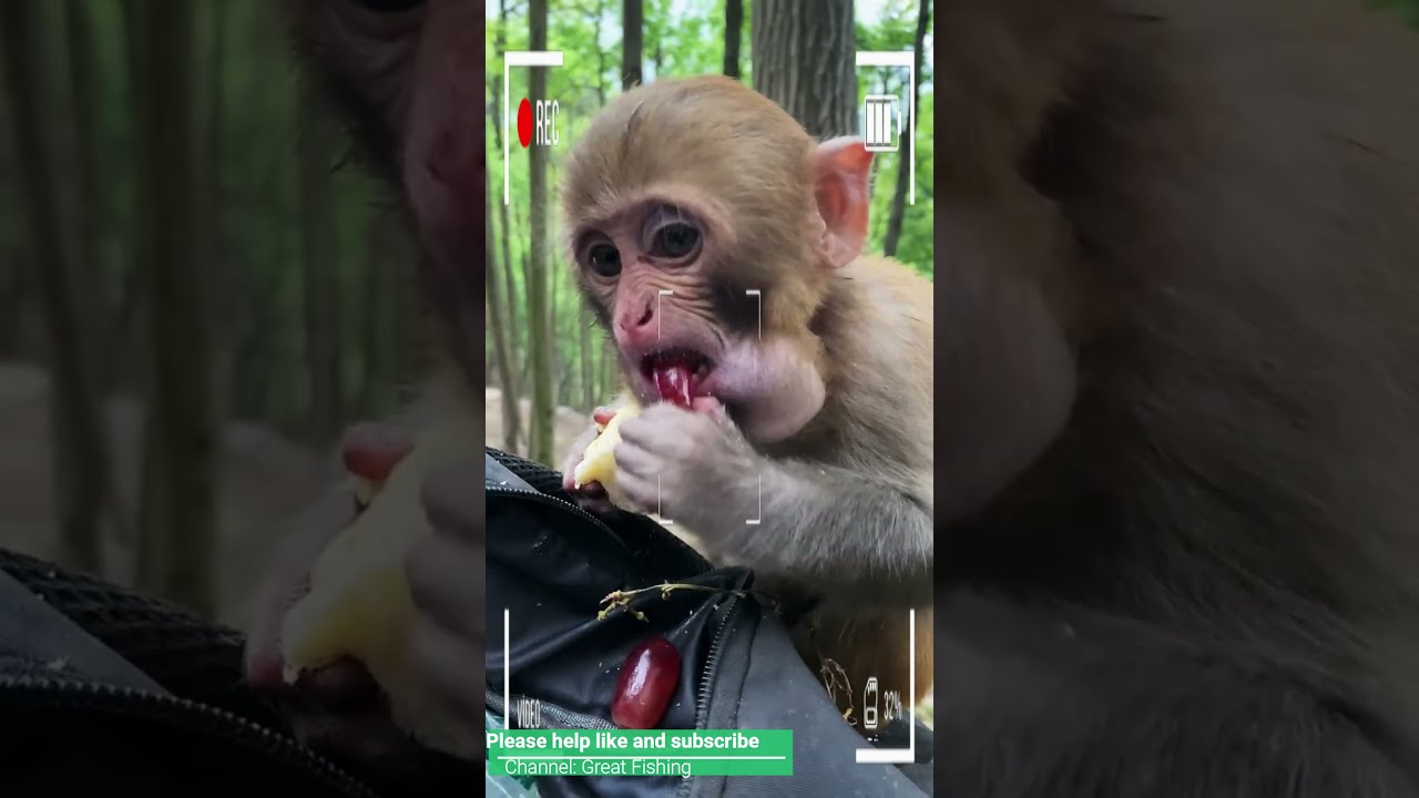 Funny Monkey | Monkey eating | Monkey play | Monkey show |​Baby Monkey SRKH Monkey