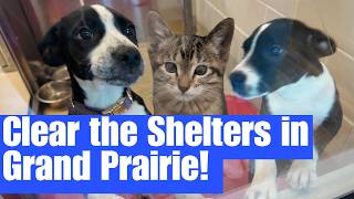 Clear the Shelters in Grand Prairie!