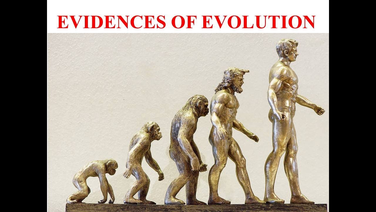 Evidences Of Evolution YouTube