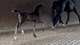 GPF‘s E.. HF v Escamillo x Maracana - Sir Donnerhall Ramiro‘s Son - Matcho AA - Pik König.