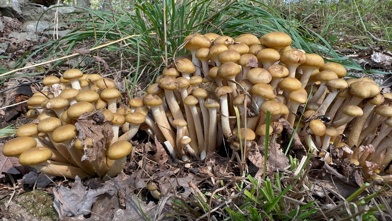 เก็บเห็ดน้ำผึ้งขอนสนสีเหลือง ชนิดมีวงแหวน ดอกอ่อนพอดีกิน ในเดือน ก.ย.  