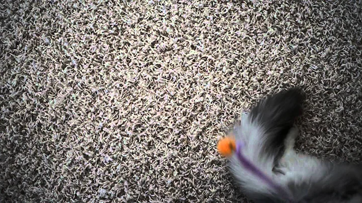 Watch the video about Luna the Cat - Silver Persian Chincilla