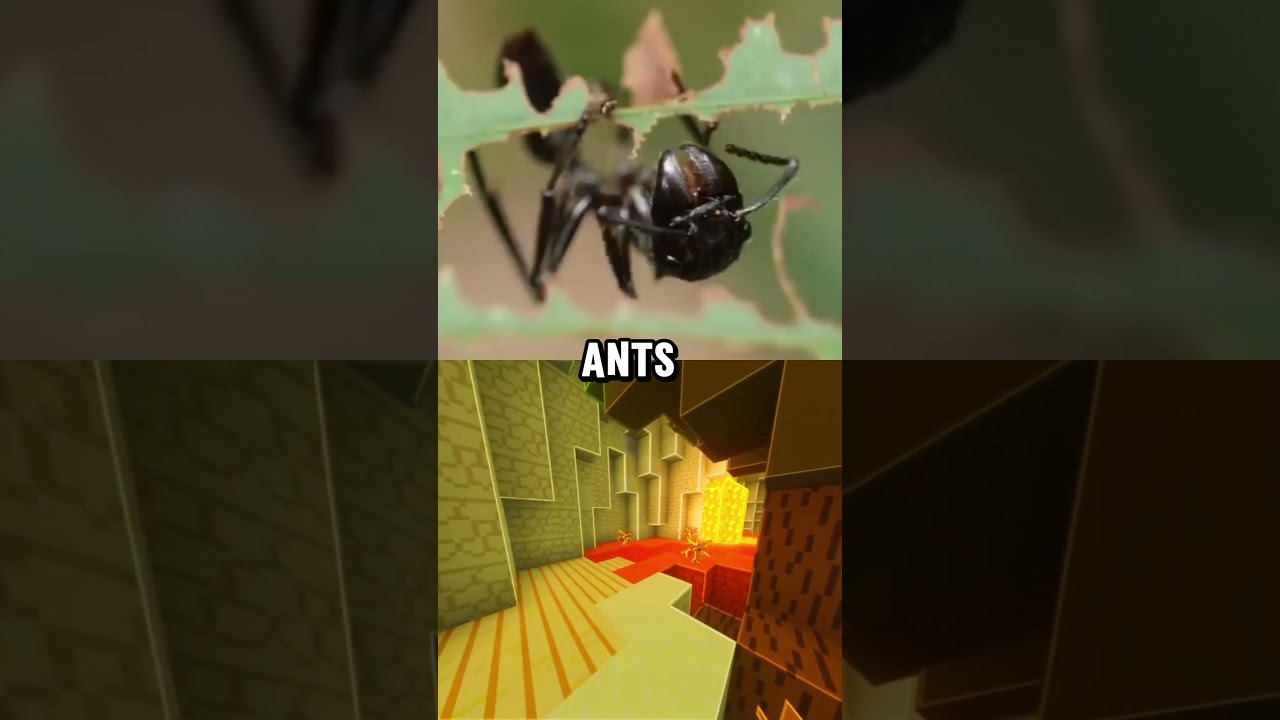 How many kilos can an ant carry? 