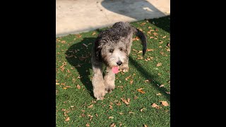 Doodle Rock Rescue  - Meet Dallas!