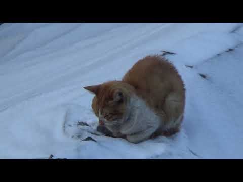 Sleeping cat on a snowy roof - cat harp music