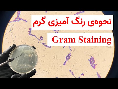 رنگ آمیزی گرم (gram staining)