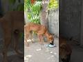 🥹 Helping dog give food ♥️ |#shorts #charity #helping #dog #viral #shortsfeed