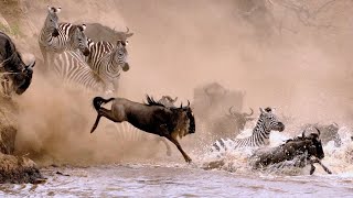 The Great Wildebeest Migration in Serengeti, Tanzania.