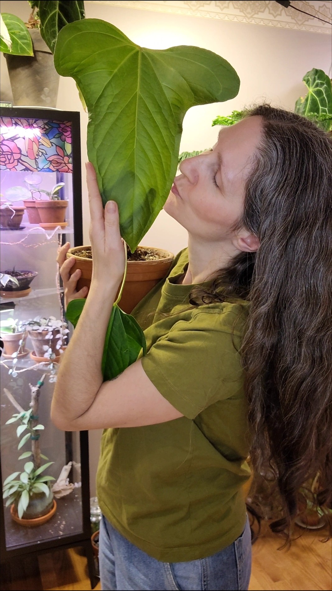 💚 Anthurium yasuni heart 💚 - YouTube