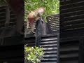 पड़ोस के बाथरू में पार्ट-2||🐒|| #trending #yts #funny #viral #bandar #money #memes #viral
