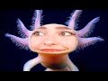 Tout sur laxolotl