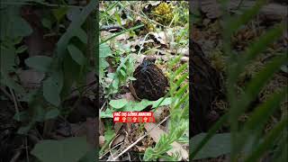 Kuzu Göbeği Avcıları       #kuzugöbeği #mantari #yaylalar #doğalyaşam #doğaileiçiçe #doğa #çamağacı