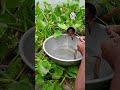 Most Satisfying Tube Slide Trap! 😱 Hundreds of Live Fish Sliding Out! 🐟🌿 #danialfishing #wading
