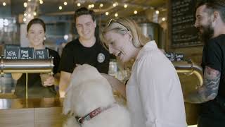 Case Study: Modern Dog Emporium Hotel Hound Stix