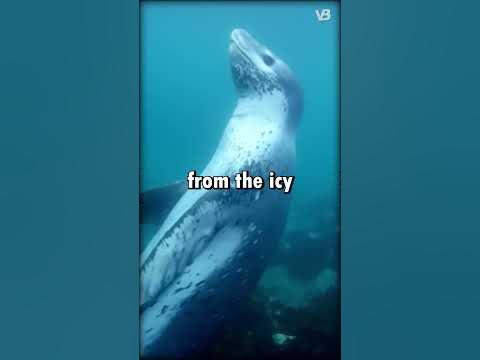 Sea Lion VS Leopard Seal #shorts - YouTube