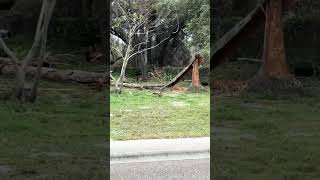 Download Lagu These high winds did some damage ￼ MP3