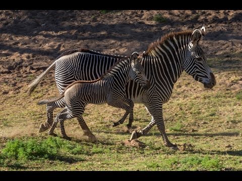 Baby Zebra In Spanish