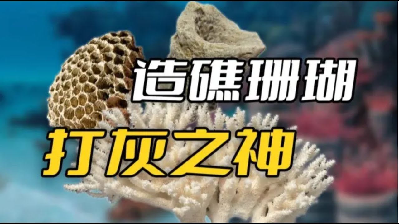 造礁珊瑚：我的心中只有一个太阳