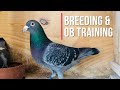 Breeding racing pigeons and training the old birds 2023