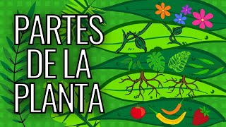 PLANT PARTS - WHAT ARE THEY? - FUNCTIONS