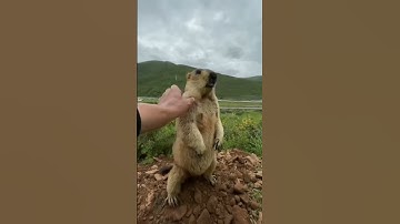 marmot cute reaction #animals #cute #reaction #funny