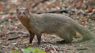 Mongooses Survival | Capture Natural Moments | Amazing Animals | #wildlife