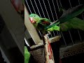 waqt halat filter 🤣🤣🤣🤣#subscribe #funny #parrot