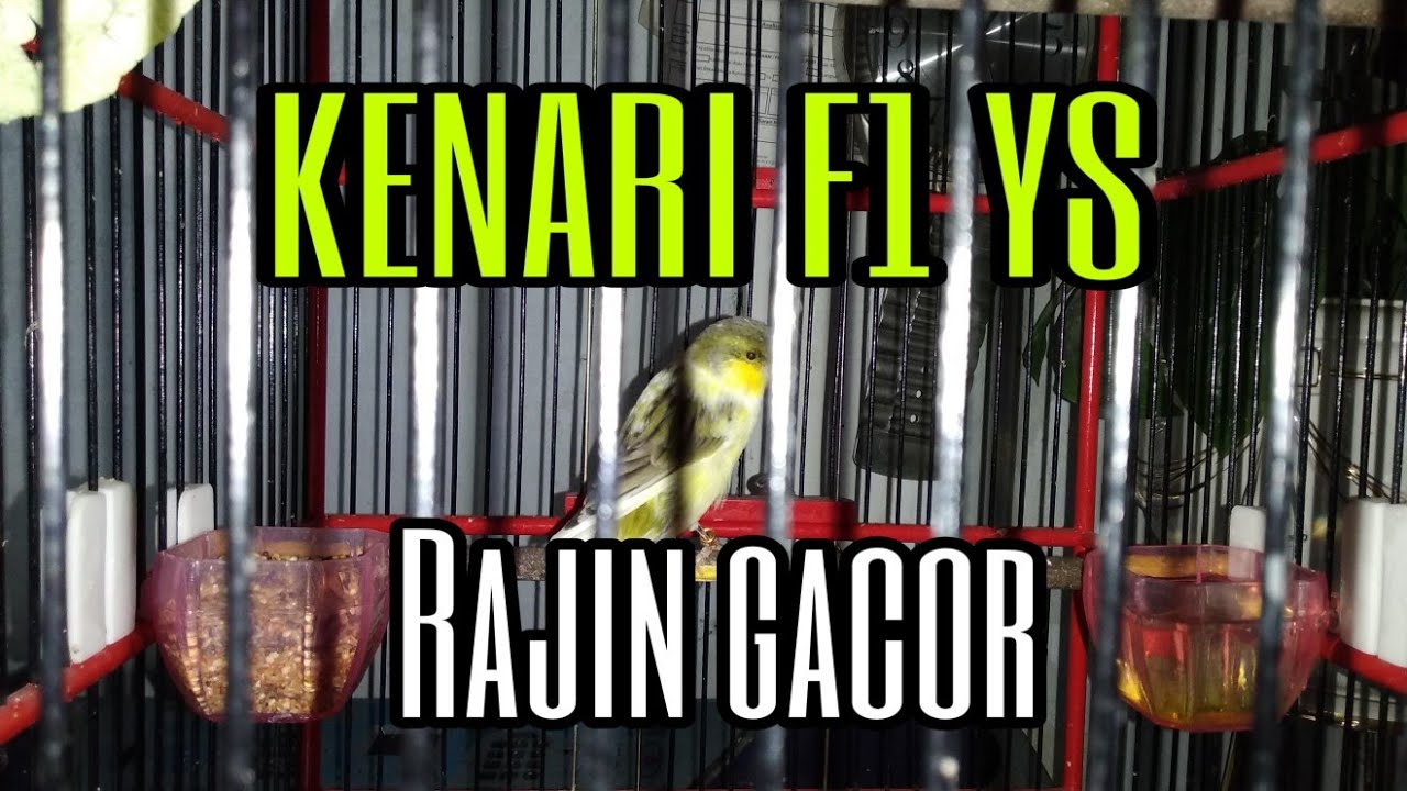 KENARI F 1 YS BARU DUA BULAN SUDAH GACOR 
