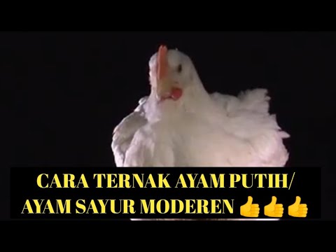Cara ternak ayam putih atau ayam sayur moderen, cepat gede 👍👍👍 