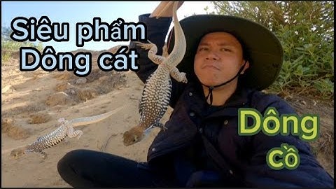 Bẫy dông cát bằng dây tỉ lệ dính là 99%