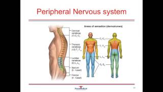 Anatomy and Physiology Part 4 Nervous System