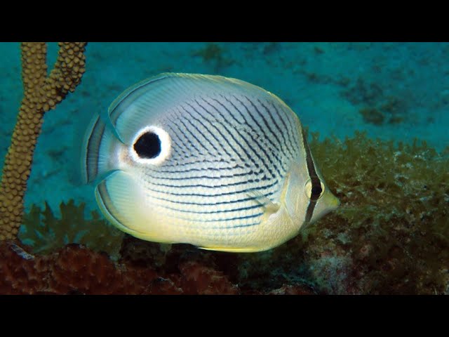 Facts: The Foureye Butterflyfish class=