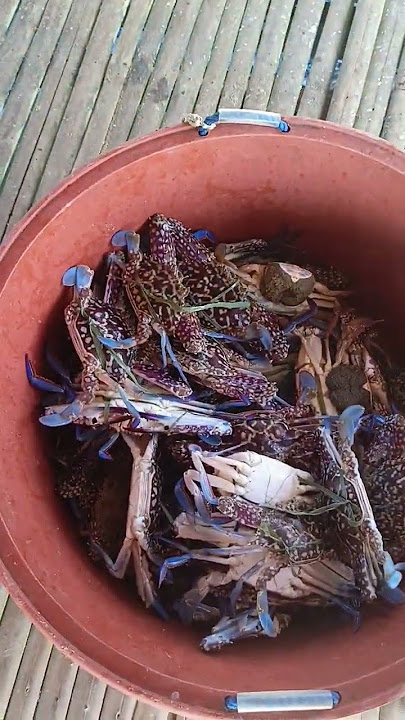 Fresh na Fresh the sea#fishing #fishvendor #