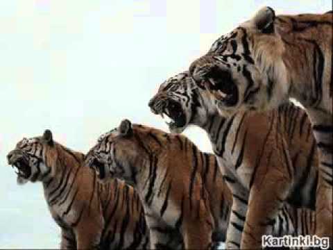 Мамбо разходка