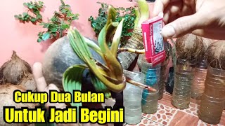 Download lagu Cara Singkat Tepat Cepat Buat Bonsai Kelapa Cara Singkat Tepat Cepat Buat Bonsai Kelapa