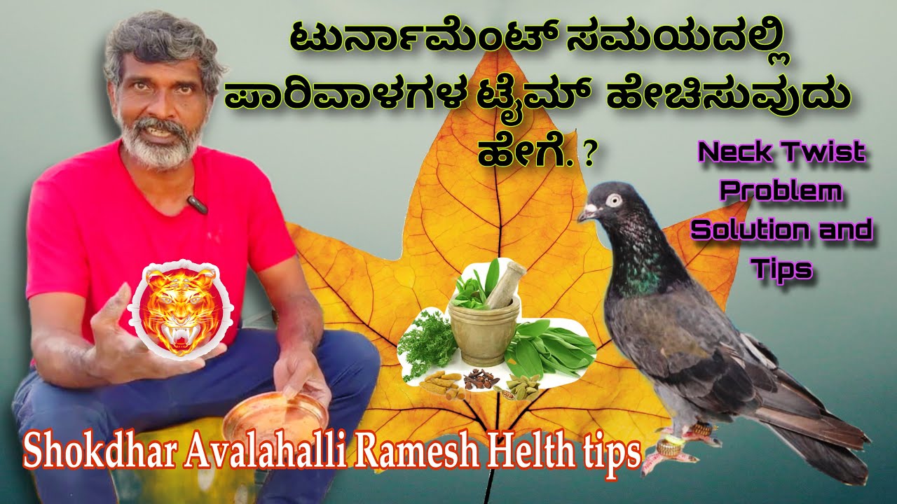 Avalahalli Ramesh Tips By Pigeon Health Tips Part 3 | Real life Shokdhar