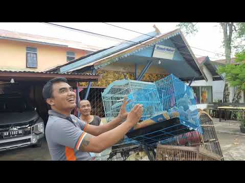 MELEPASKAN BURUNG KE