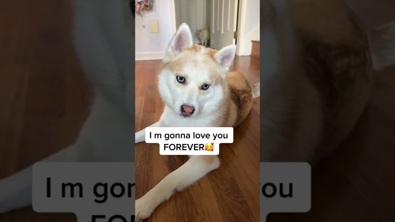 Full Grown Pomsky✨ 