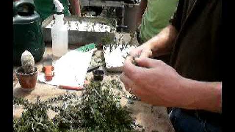 Propagating Juniper Cuttings