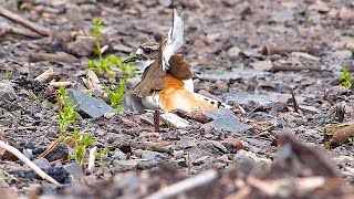 Killdeer Tries To Keep Me Away From Its Nest Using The Broken Wing Distraction Technique